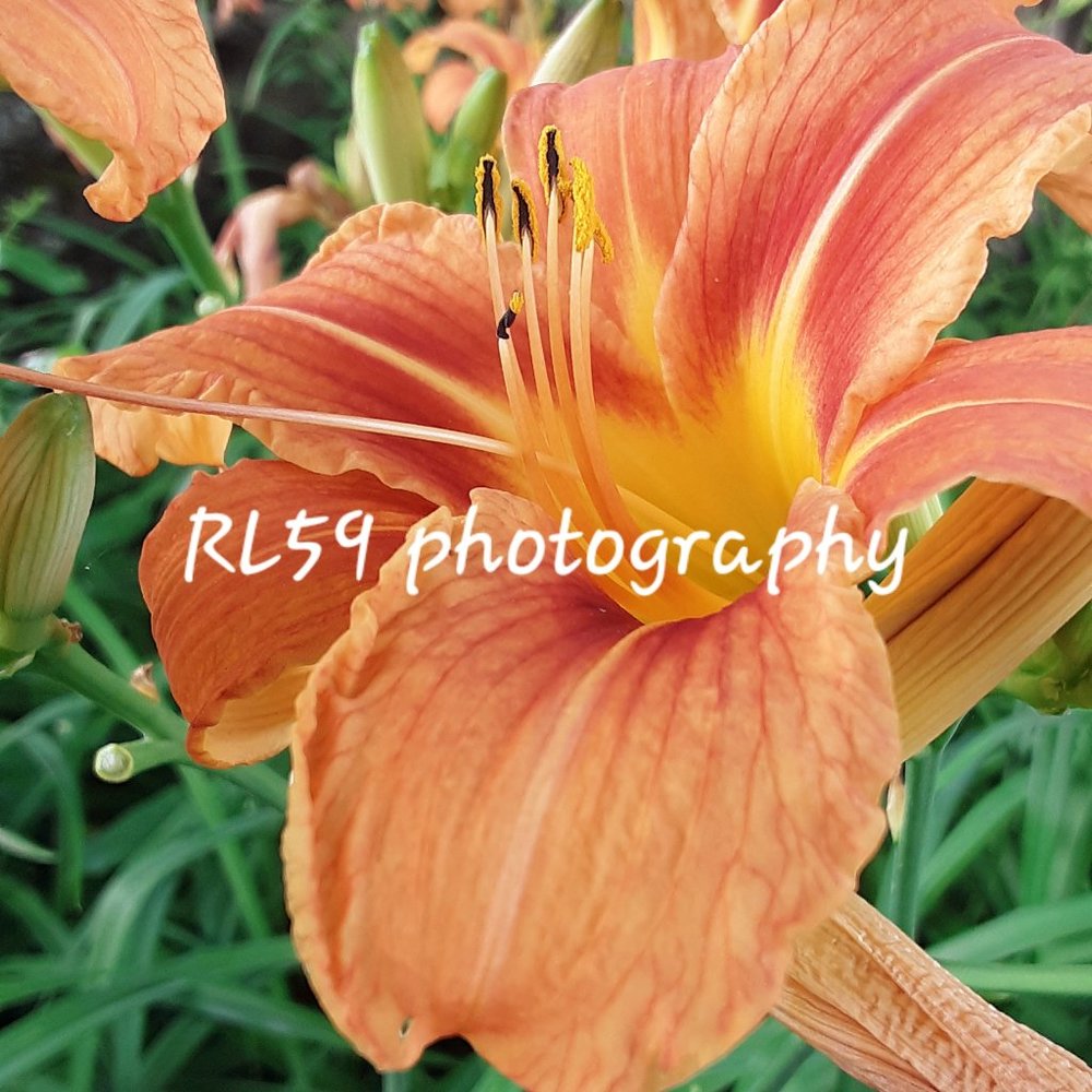 Flower photo - original! Home decor, wall art